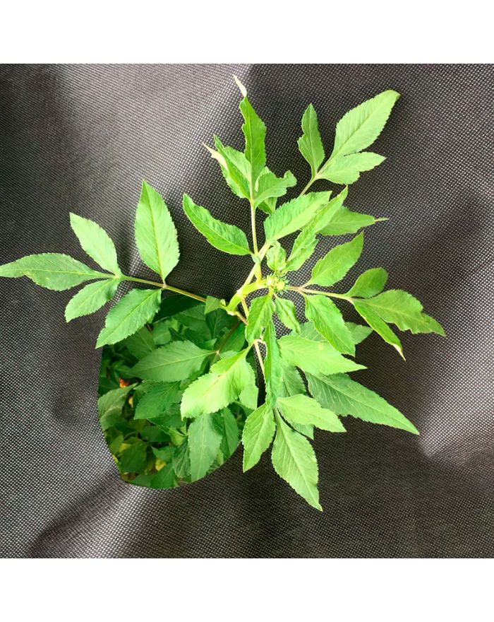 Спанбонд черный 30 гр/м2, 3,2х300 м