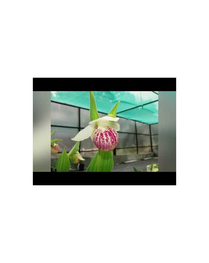 Сетка затеняющая зеленая 55% (2х50м)